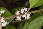 American beautyberry